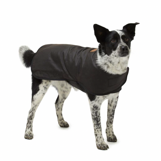 Woollen Dog Coats - The Golden Apple NZ